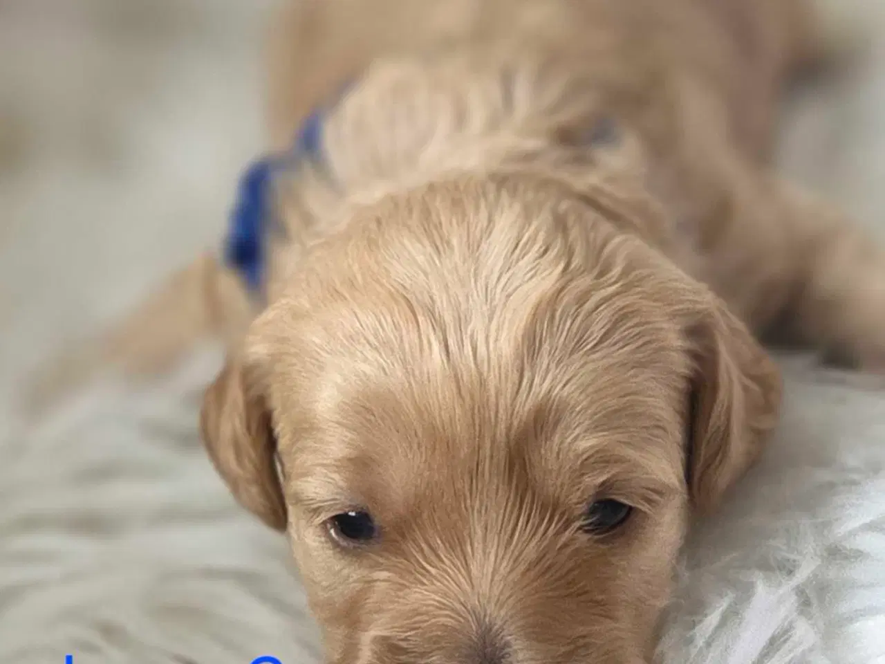 Billede 14 - F1b Cockapoo 