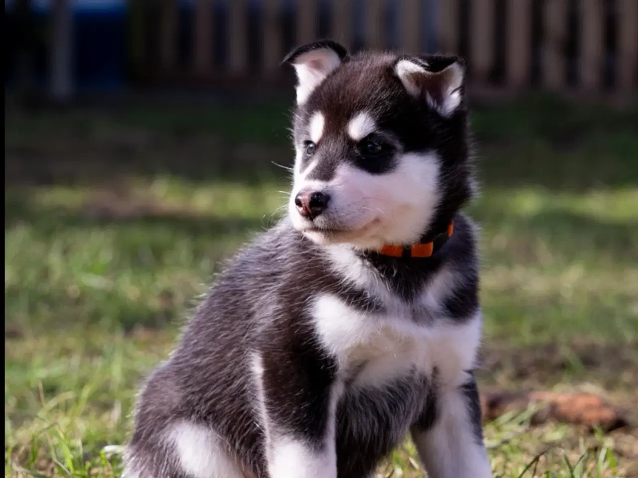 Billede 7 - Alaskan Husky/malamute hvalpe