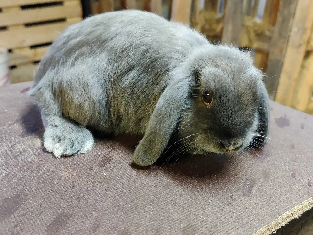 Billede 7 - Dværgvædder satin unger