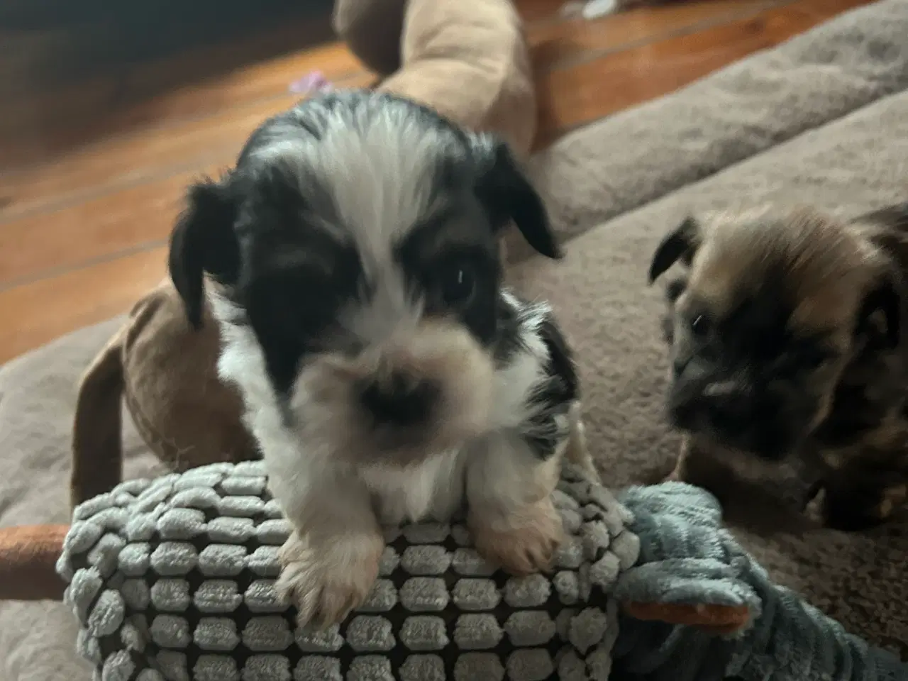 Billede 2 - Lhasa Apso/ Bichon Havannaise 