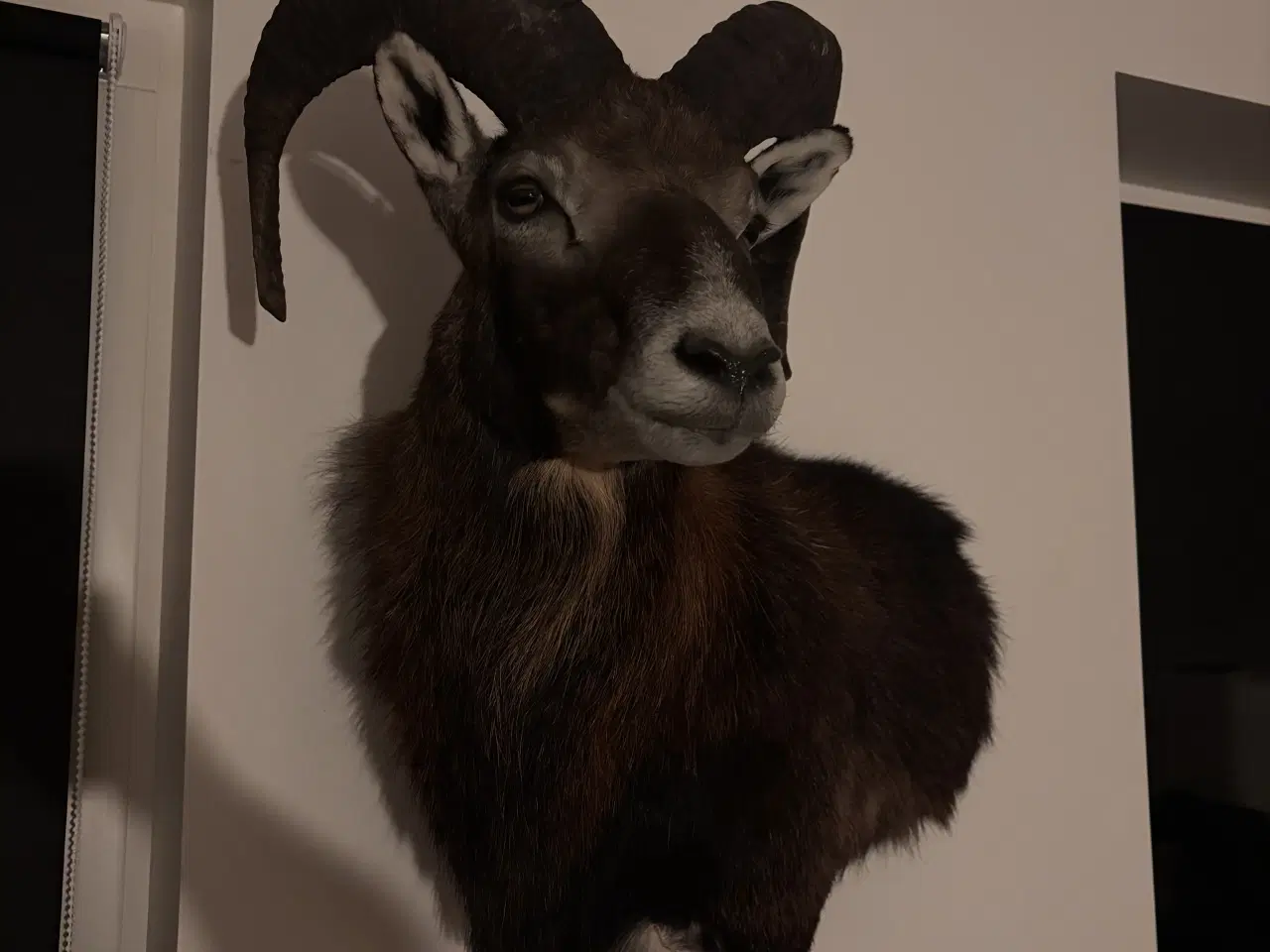 Billede 2 - SMUK MUFLON VÆDDER 