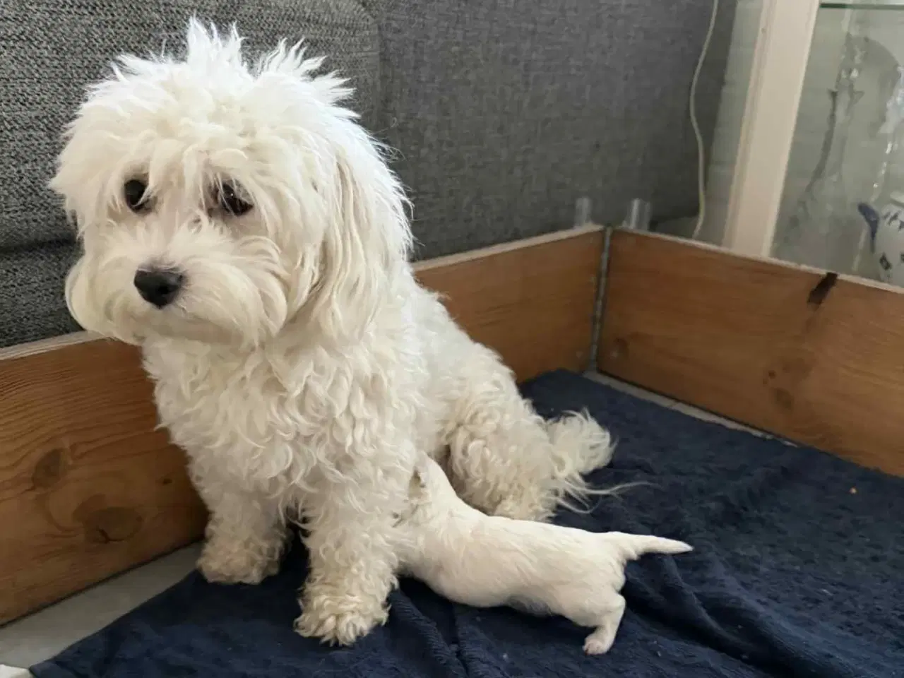 Billede 5 - Skønne Malteser