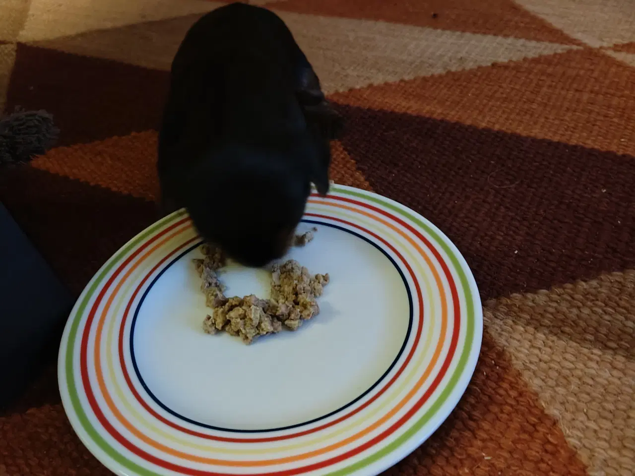 Billede 4 - Yorkshire Terrier hvalp han