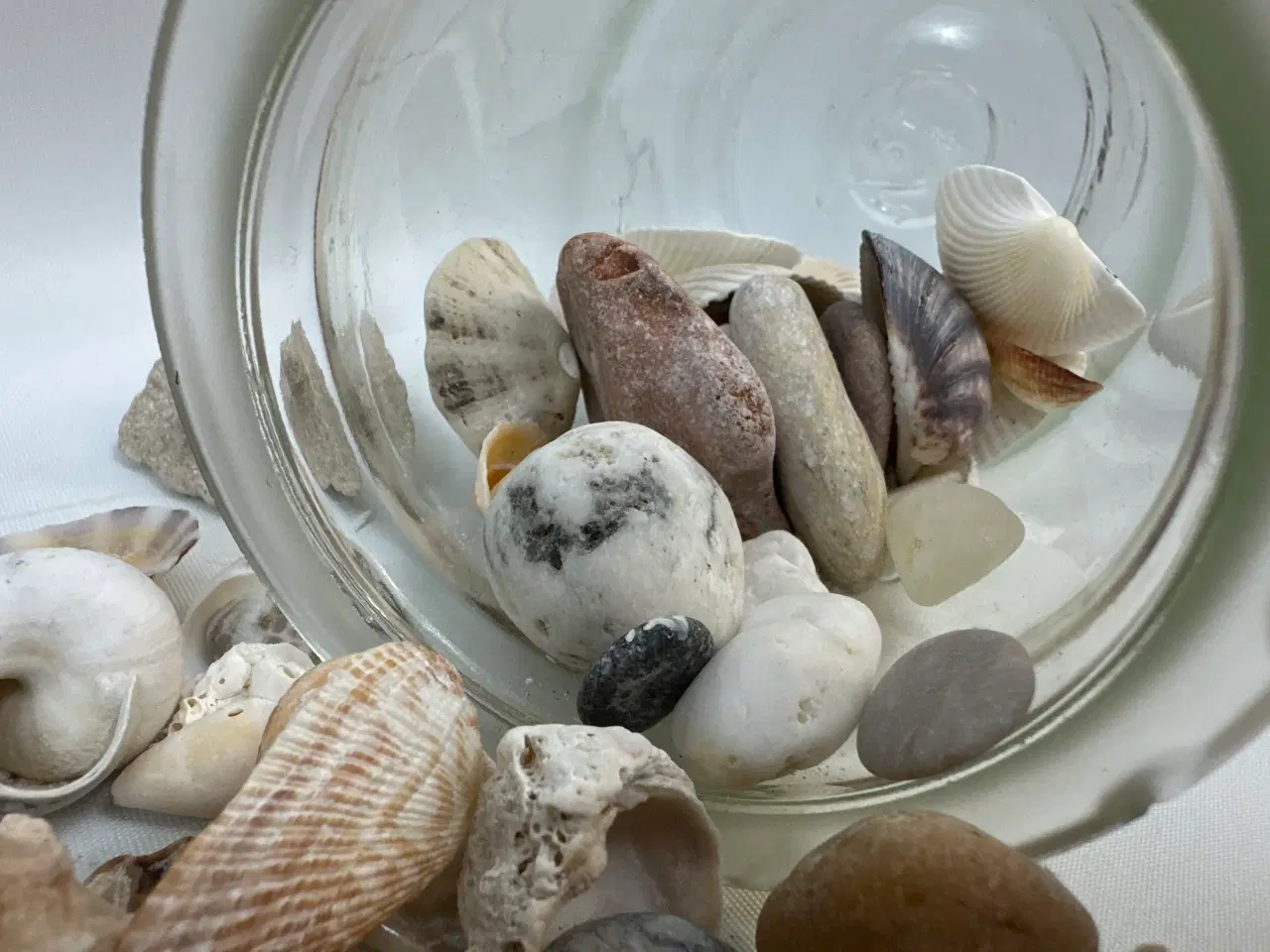 Billede 4 - Samling skaller og konkylier