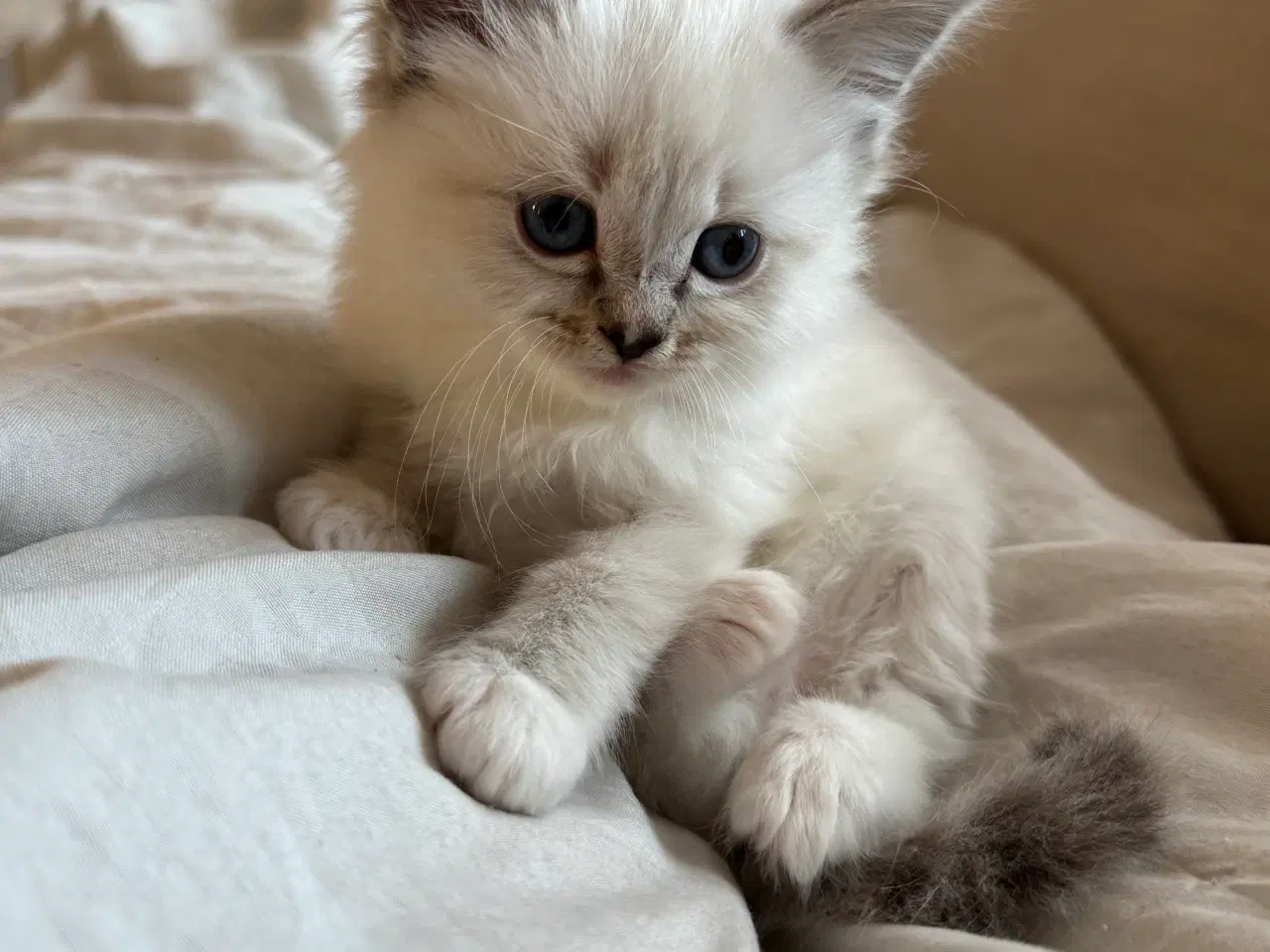 Billede 1 - Små søde killinger