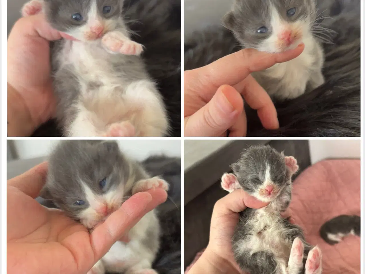 Billede 3 - Lækre Maine coon bamser 