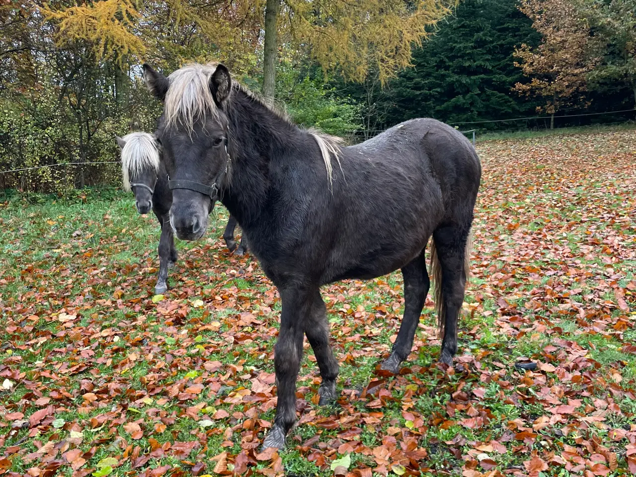 Billede 2 - Hrímfaxi frá Faurby