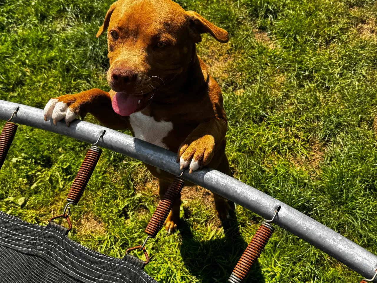 Billede 1 - 4 unge Staffordshire Bull Terrier til salg for god