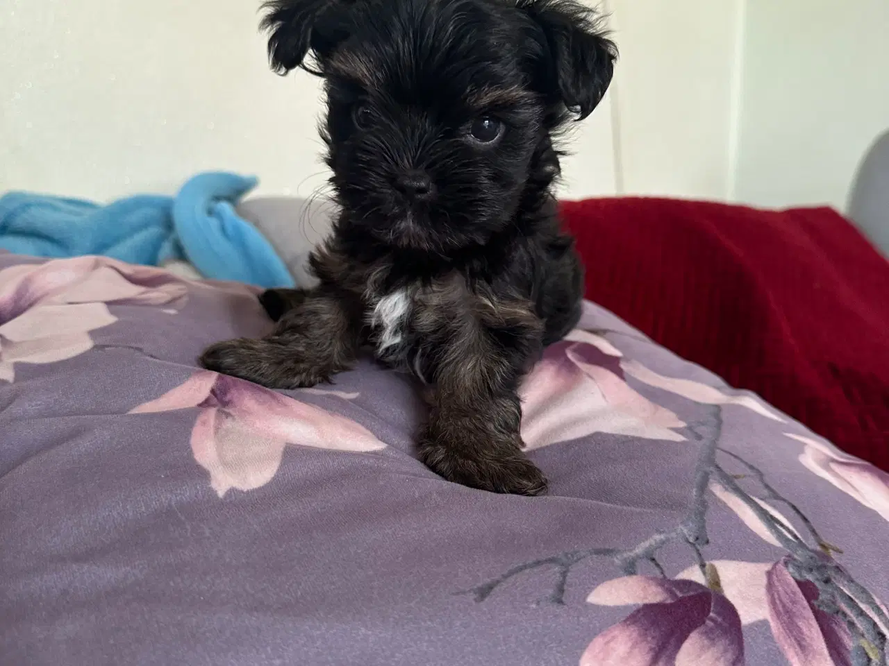 Billede 17 - Yorkshire terrier mini 