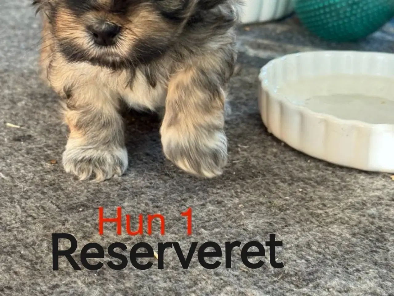Billede 6 - Lhasa apso/Bichon Havanais hvalpe