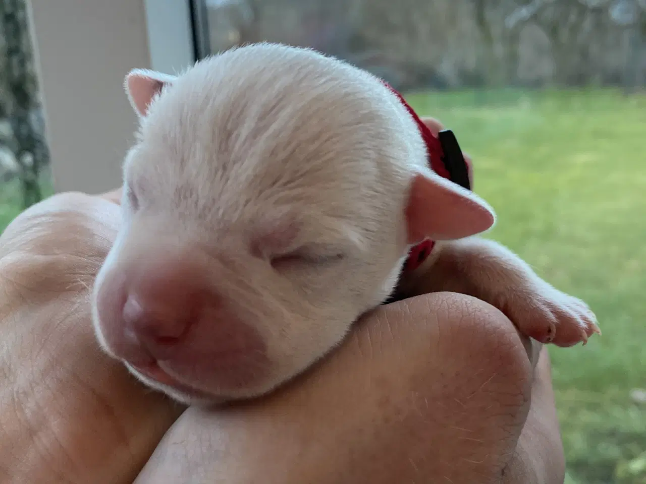 Billede 9 - American bully