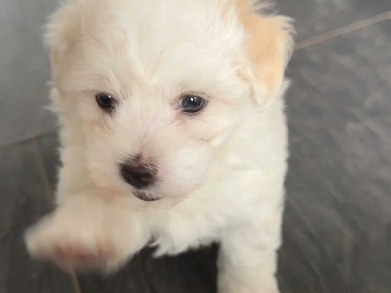 Billede 3 - 3 lækre malteser/bichon havanais hvalpe