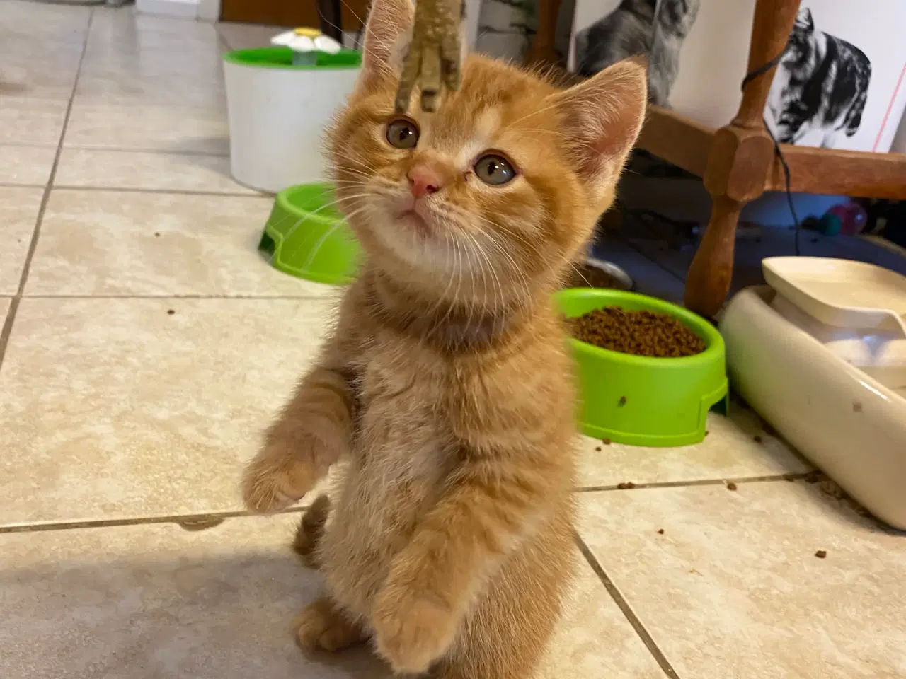 Billede 2 - British Shorthair killinger søger kærlige hjem