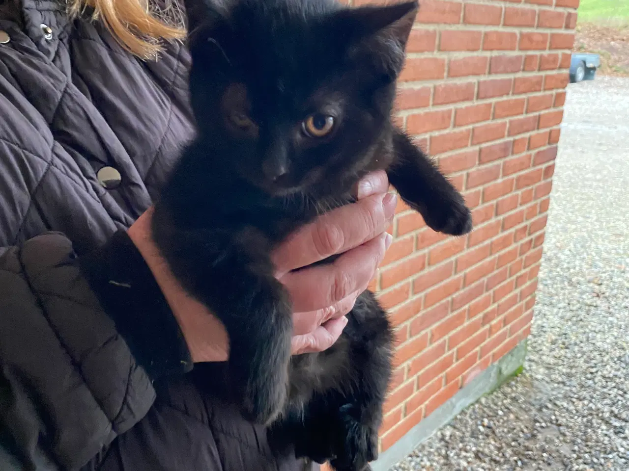 Billede 4 - Søde kattekillinger