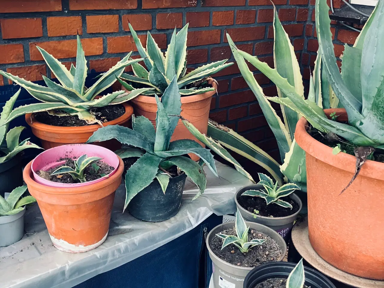 Billede 2 - Agave Sælges fra 50 kr. til 300 kr.