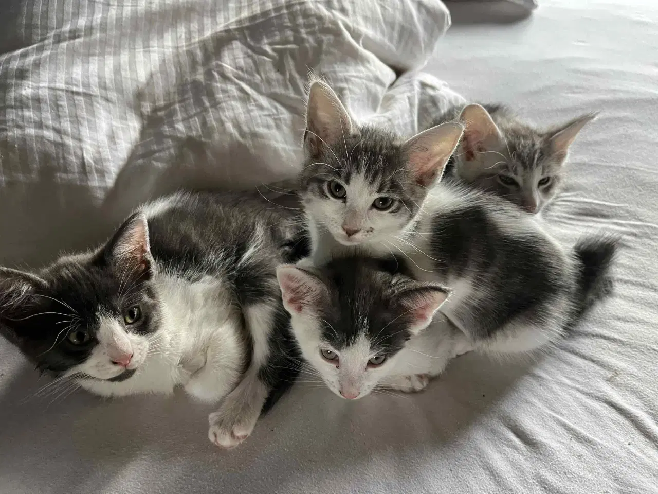 Billede 1 - 4 skønne killinger, hvor mor er Maine Coon sælges
