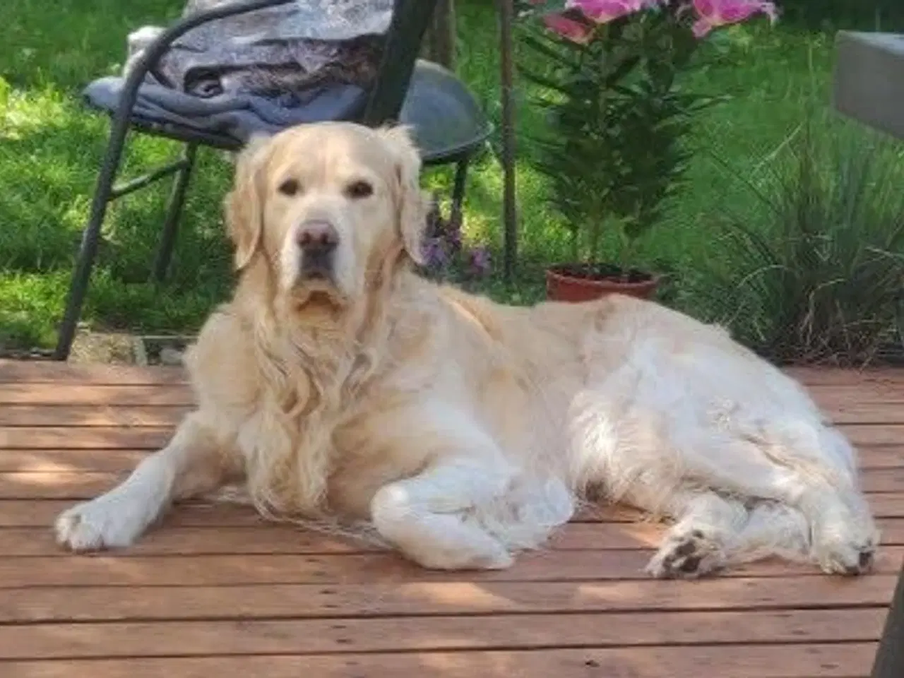 Billede 20 - Hvalpe mix