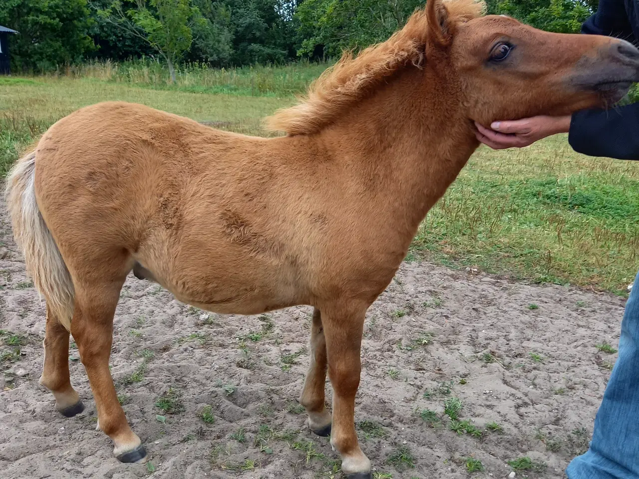 Billede 11 - 2 dejlige shetlænder føl