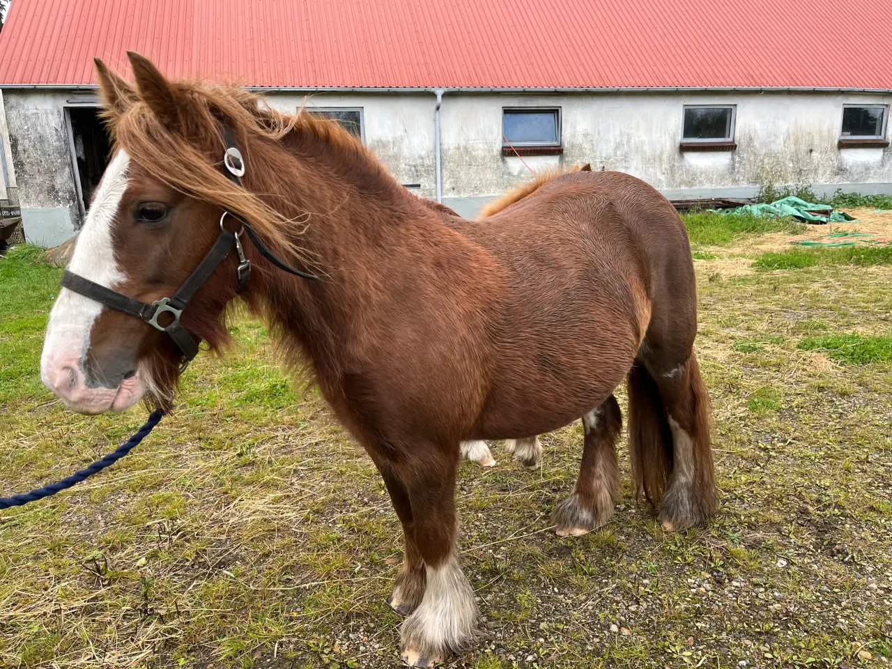 Billede 5 - Irish cob 3 for 1 pris 