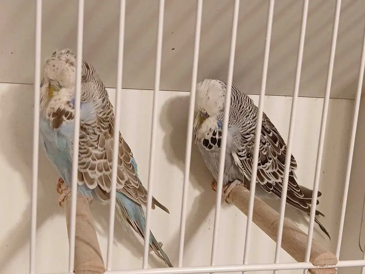 Billede 9 - 9 engelske undulater 