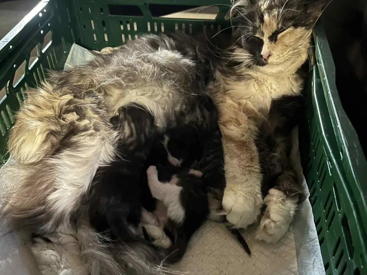 Billede 11 - Hun-killing, Maine Coon-blandning. 