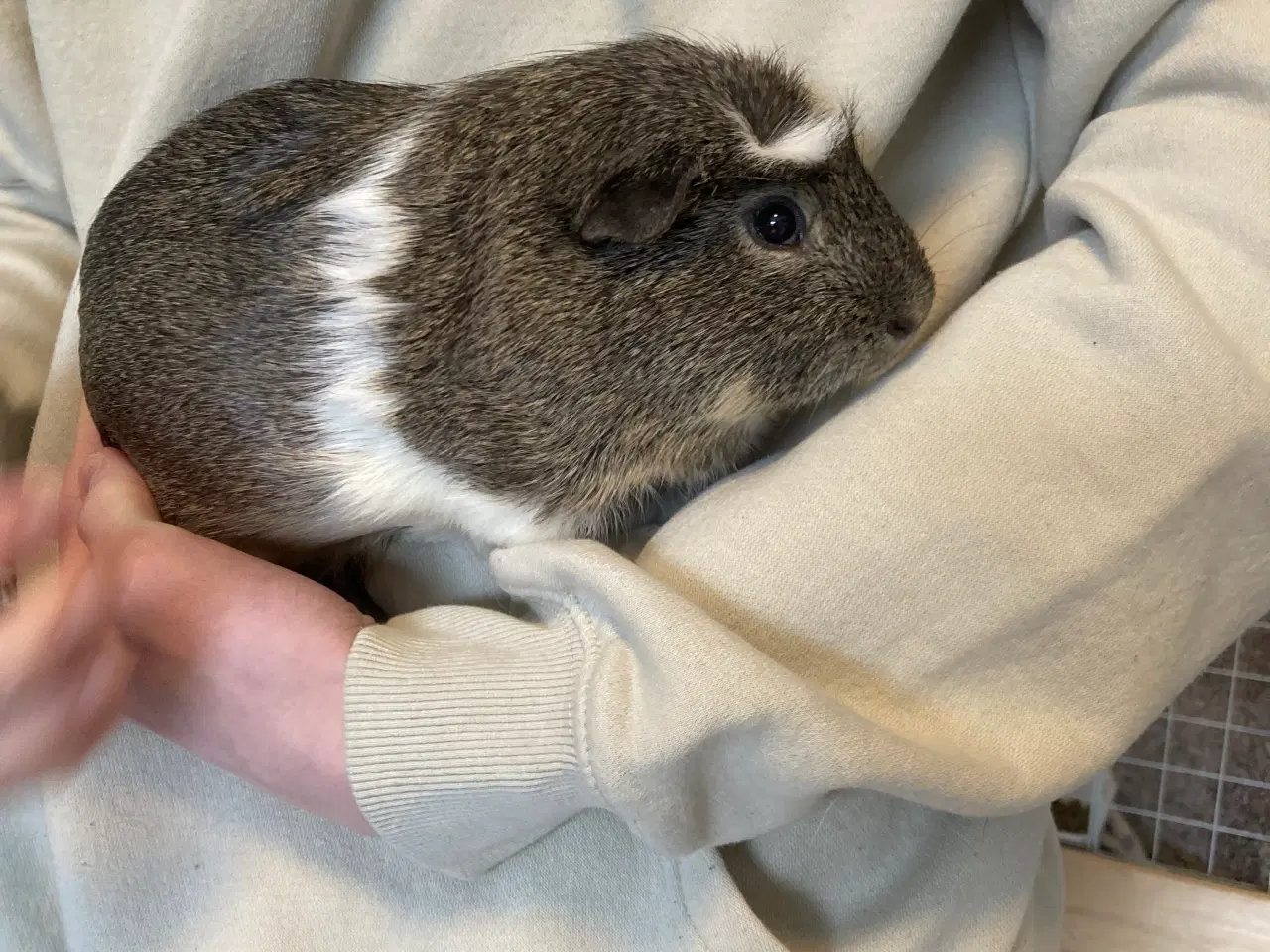 Billede 2 - To marsvin