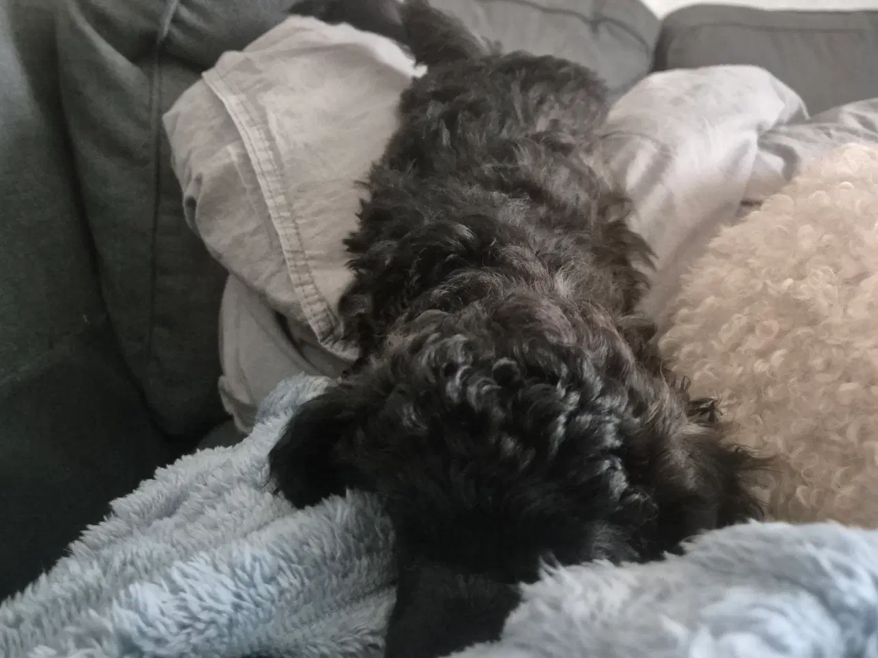 Billede 3 - Puddel hvalp