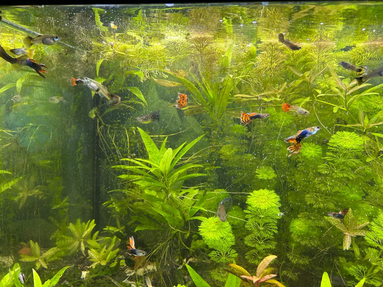 Billede 4 - Akvarie planter 