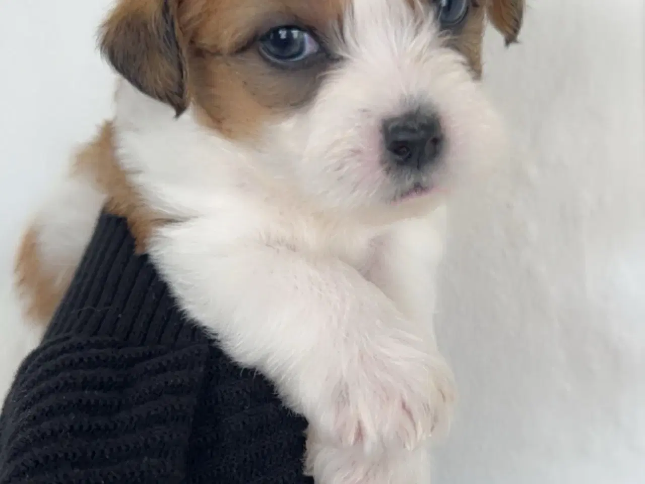 Billede 3 - Shih tzu