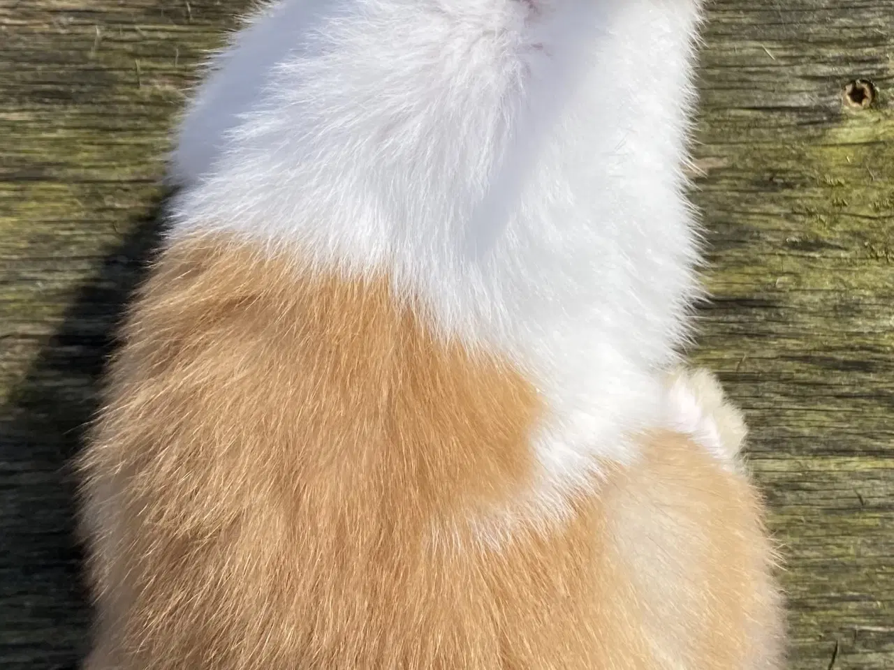 Billede 7 - HOLLÆNDER HAN MADAGASCAR