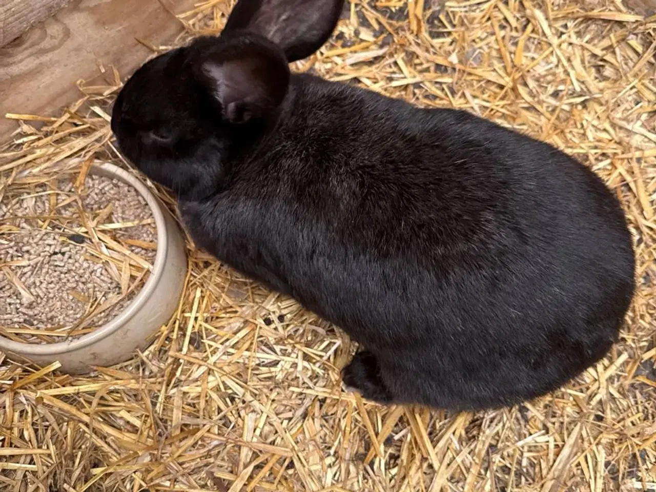 Billede 1 - Kaniner til slagtning til salg i zone Varde 