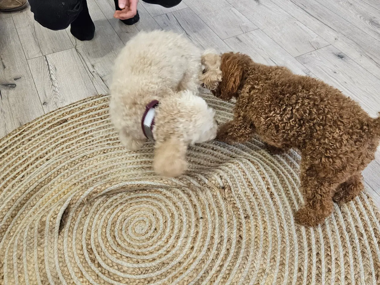 Billede 7 - Toy/Dværg puddel