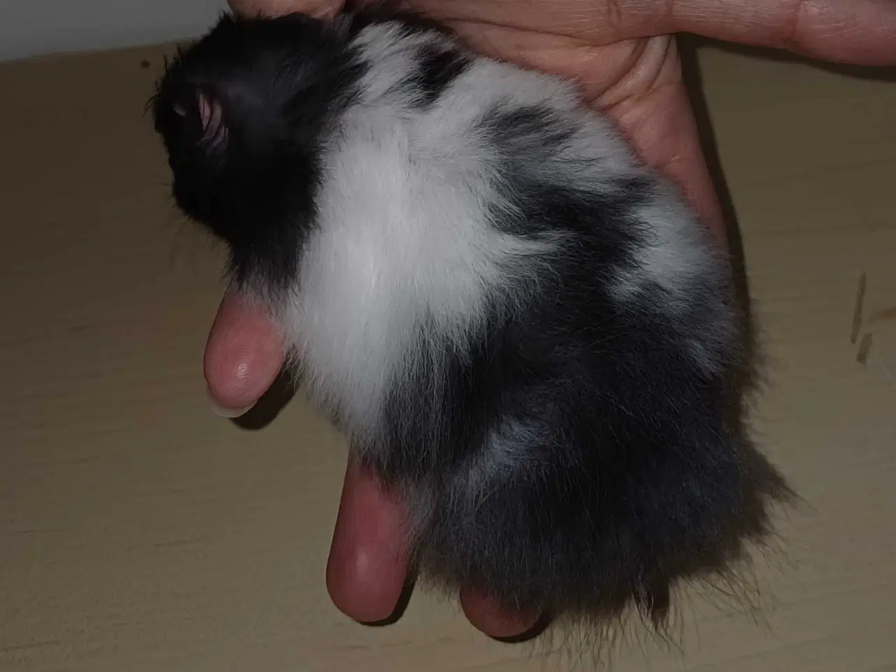 Billede 3 - Guldhamster unger 