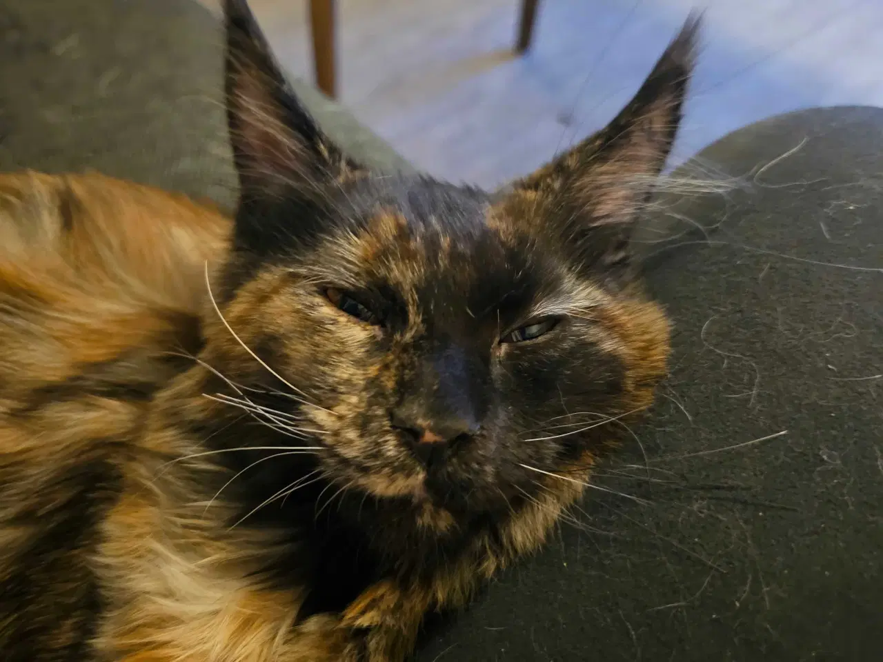 Billede 6 - JULEPRIS! Maine Coon killing m/ stamtavle 