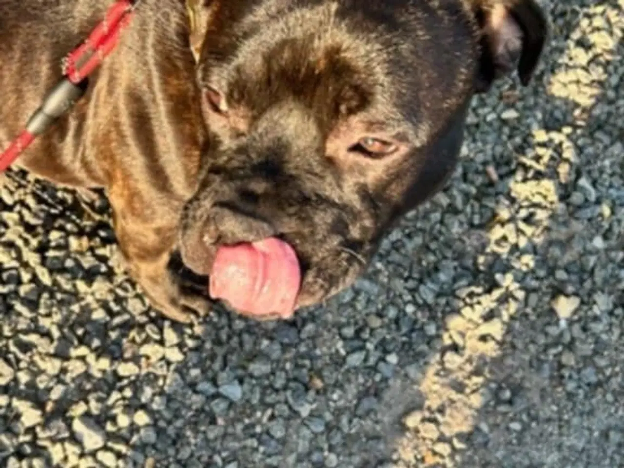 Billede 2 - Staffordshire Bull terrier - Udstationering