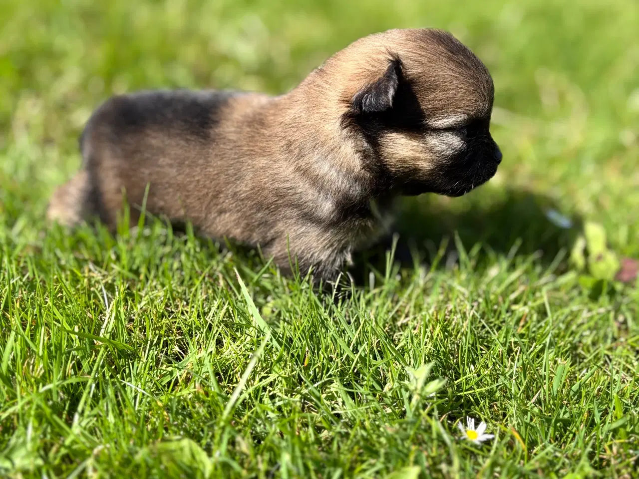 Billede 4 - Pomeranian hvalpe blue Merle 