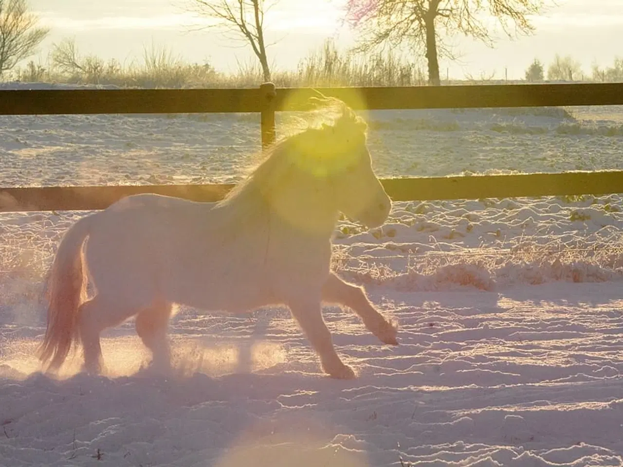 Billede 1 - Mini Shetlænder leases eller byttes i avlssæson 