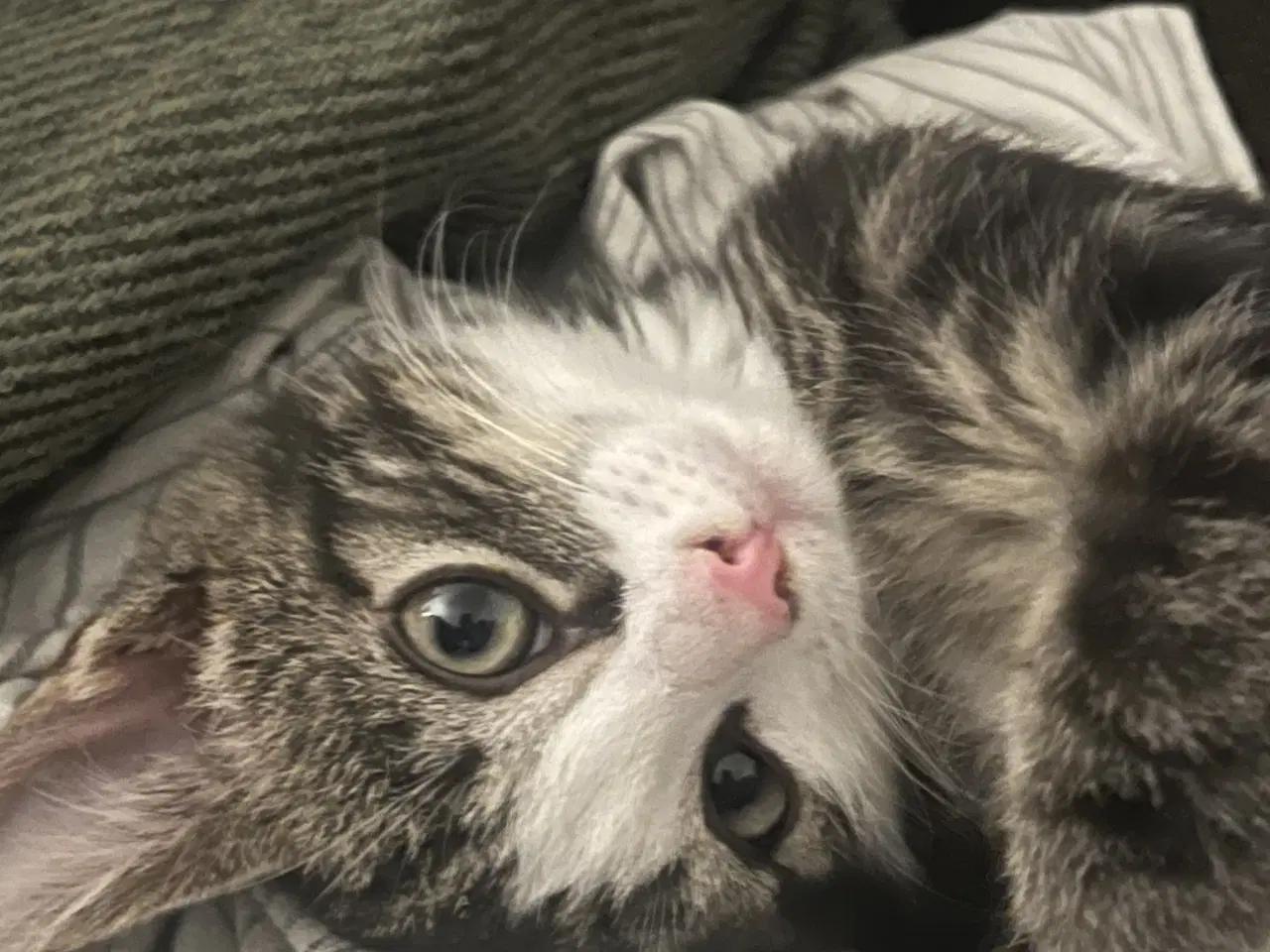 Billede 2 - 2 søde kattekillinger 