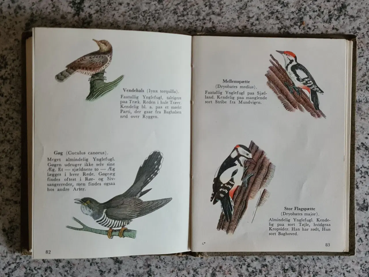 Billede 5 - Fugle Atlas over danske fugle