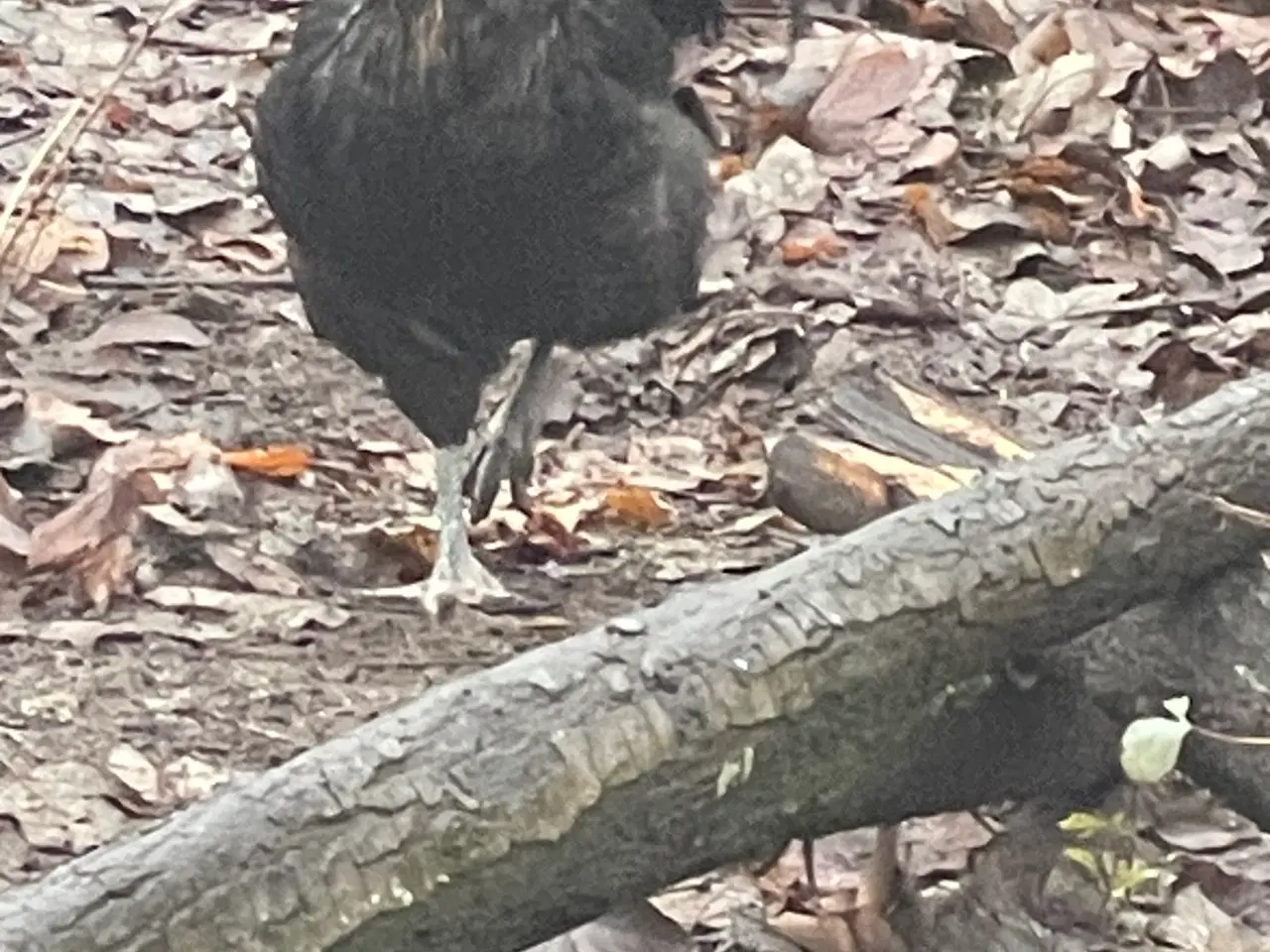 Billede 2 - Engelsk araucana hane