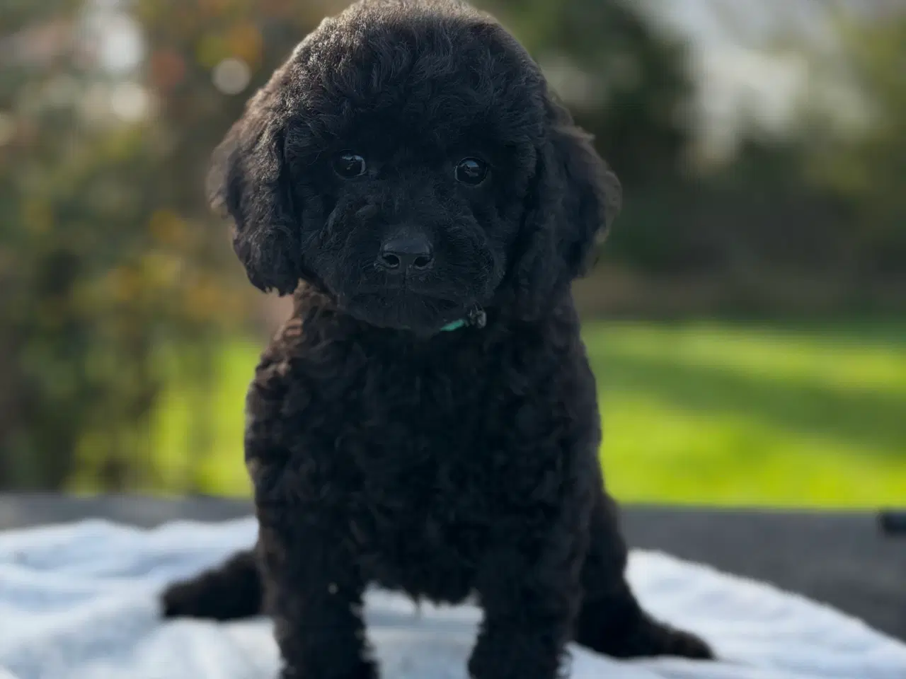 Billede 2 - Mellem Puddel