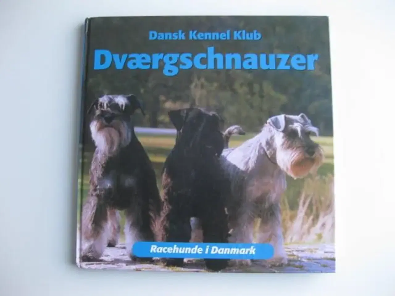 Billede 1 - Dværgschnauzer - Dansk Kennel Klub