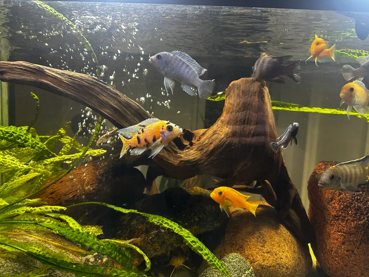 Billede 13 - Malawi og andet