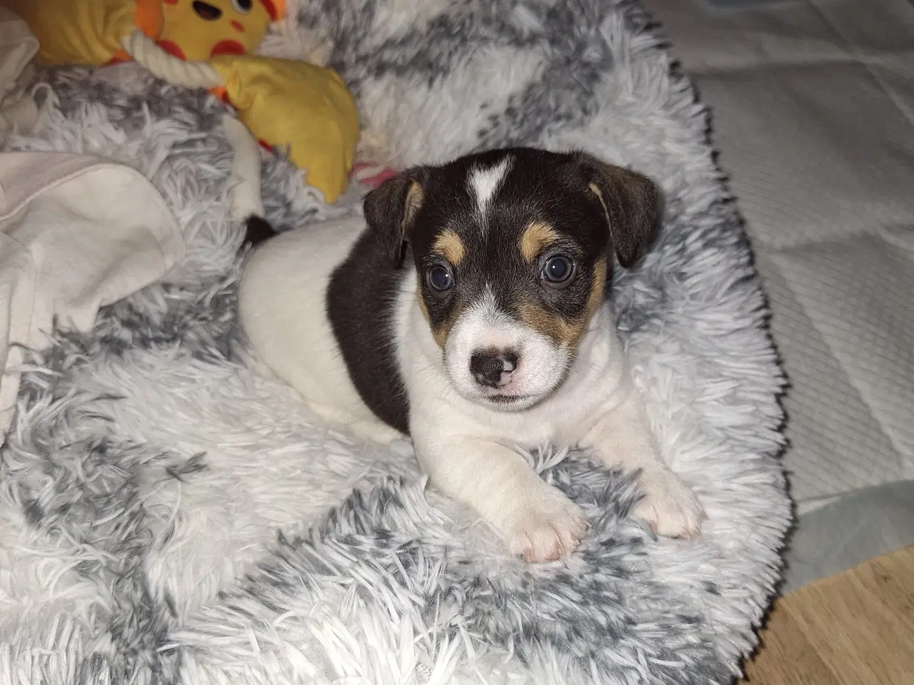 Billede 3 - Jack russel hvalpe