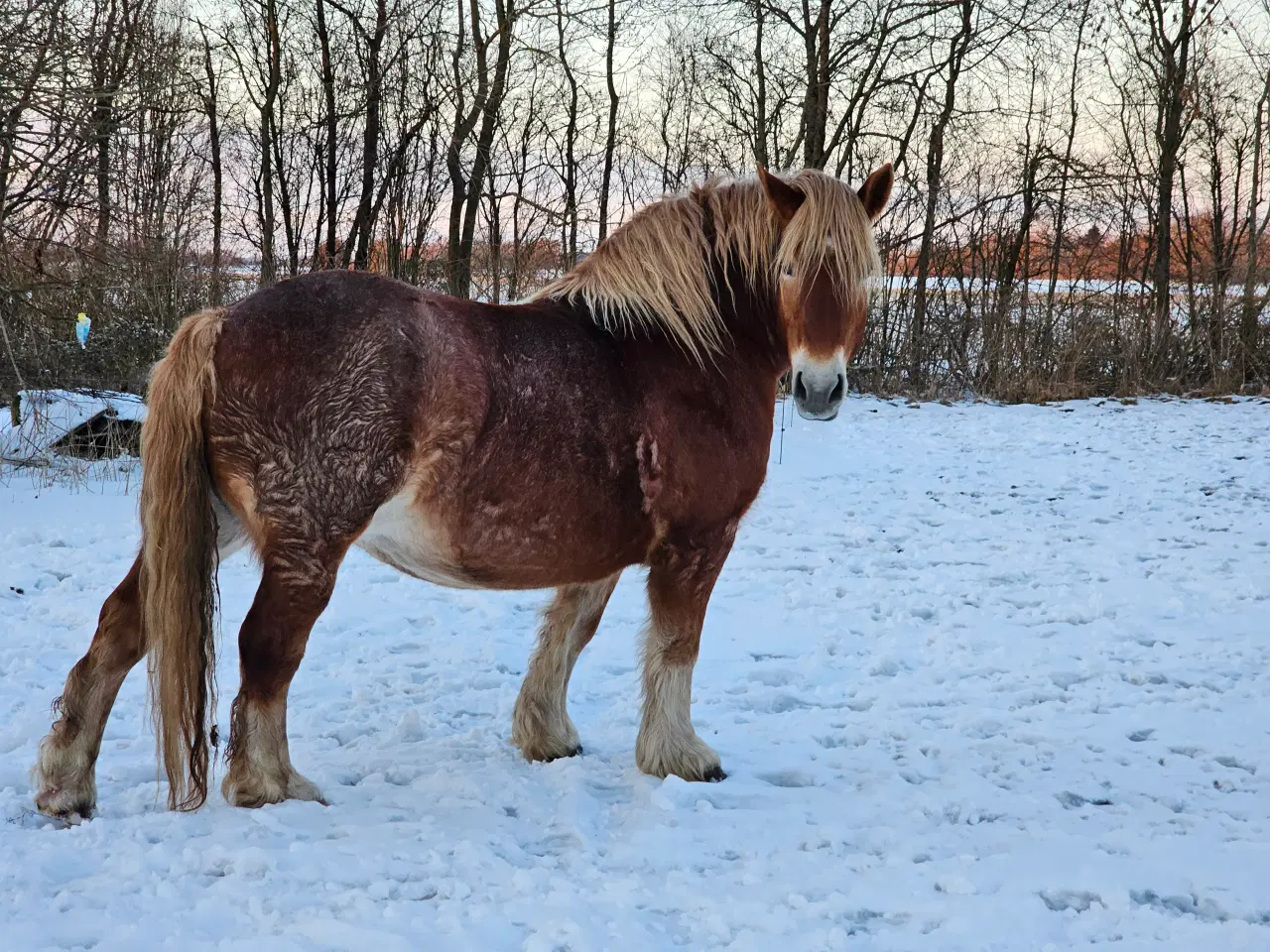 Billede 1 - Ardenner hoppe 11 år 