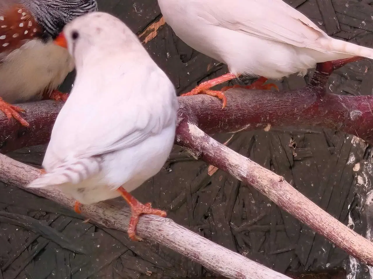 Billede 1 - Zebrafinker. Flere farver