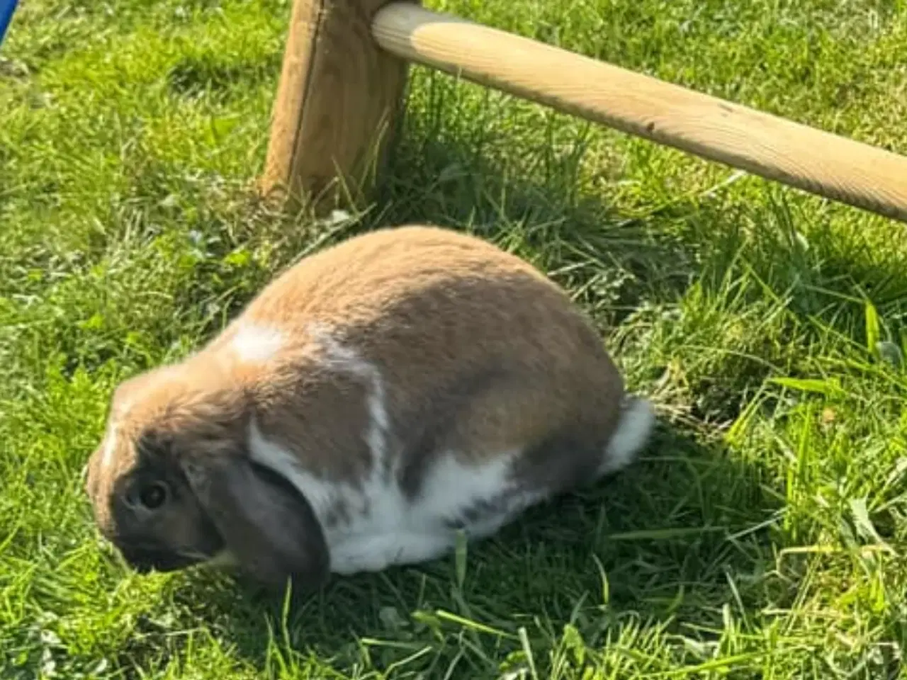 Billede 2 - Sød hankanin søger nyt hjem