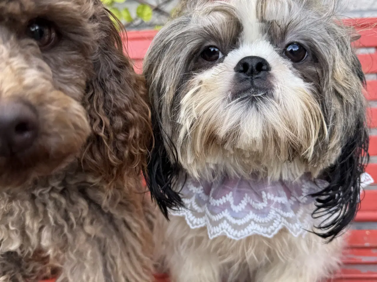 Billede 11 - Shihpoo