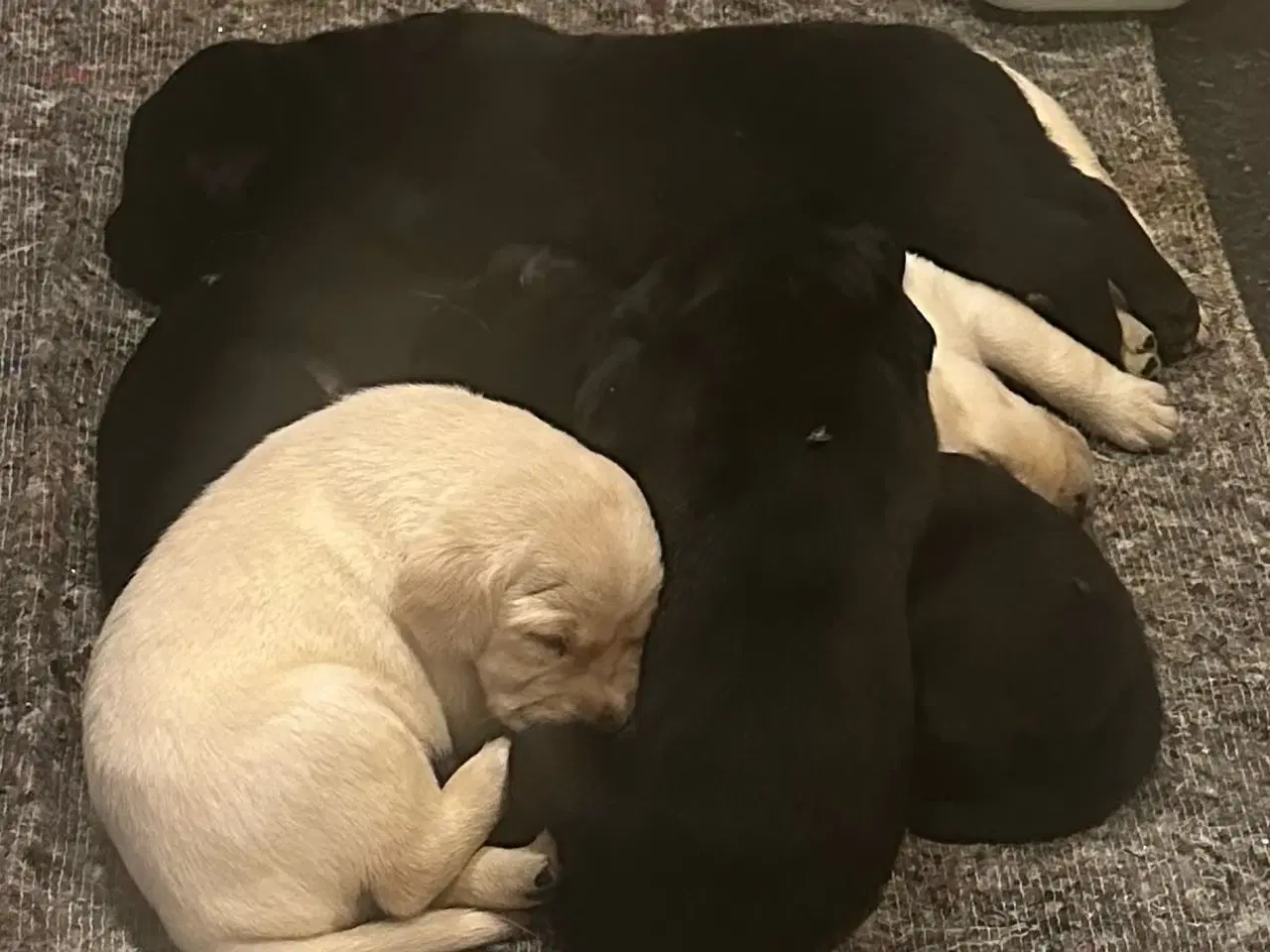 Billede 2 - Labrador hvalpe