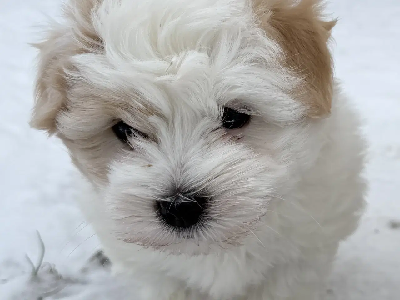 Billede 2 - Bomuldshunde hvalpe klar til salg i Januar.